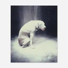 Floured by William Wegman, 1981, Polaroid Polacolor II, sold Mar 2020