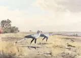 John Cyril Harrison, Secretary birds approaching the watering hole