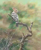 Alan M. Hunt, A Hoopoe