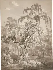 Adrian Zingg, Waldpartie mit kleinem Weiher, Feder in Schwarz, laviert, auf Papier