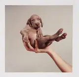 William Wegman, Handsome