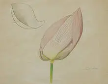 Joseph Stella, Lotus Flower, 1943, silverpoint and crayon on paper