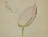 Joseph Stella, Lotus Flower