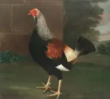 John Nost Sartorius, A cockerel with trimmed feathers, oil on canvas