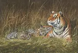 Chris Christoforou, Tiger and Cubs