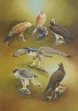Chris Christoforou, British Raptors