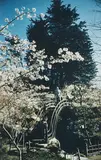 Julius Shulman, Vintage color photograph