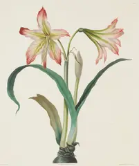 Pierre-Joseph Redouté, Les Liliacées (D.231), 1802-1816, A group of eight engravings with hand-coloring, on wove paper