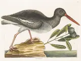 Mark Catesby, From The Natural History of Carolina, Florida and The Bahama Islands, 1754, Etchings with hand-coloring, on wove paper, the second edition