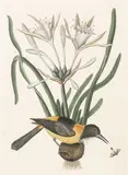 Mark Catesby, From The Natural History of Carolina, Florida and The Bahamas Island, 1731-1743, Etching with hand-coloring, on wove paper, the first edition