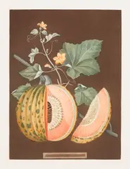 George Brookshaw, Melon, Plate LXX from Pomona Brittanica, 1807, Aquatint and stipple engraving with hand-coloring, on wove paper