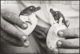 Peter Beard, Moite Bay, Lake Rudolf; hatching crocs, 1965, Späterer Silbergelatineabzug