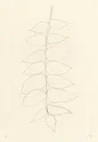 Ailanthus Leaves I (Vernis du Japon I) by Ellsworth Kelly, 1965, Lithographie auf Velin (Prägestempel: Chiffon de Mandeur), sold Nov 2015