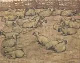 Leslie Hervey, Sheep