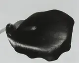 Nobuyoshi Araki, Untitled, gelatin silver print