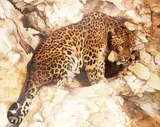 Aurelien Raynaud, Spotted panther, oil on canvas