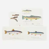 James Prosek, Four works of art