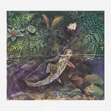 James Prosek, Small Brookie Chasing Moth