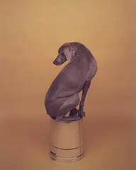 Untitled and Contained (diptych) by William Wegman, 1987, unique Polacolor II, sold Nov 2002