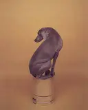 William Wegman, Untitled and Contained (diptych)