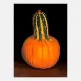 Derrick Guild, Marrow-Pumpkin, United Kingdom
