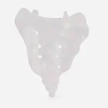Tail by Kiki Smith, Germany/USA, sold Nov 2019