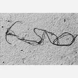 Aaron Siskind, Seaweed 15