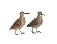 Franz Xaver Bergmann, pair of cold painted bronze models of woodcocks, cold painted bronze