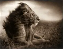Nick Brandt, Lion Before Storm II, Sitting Profile, Masai Mara, 2006, Archival Pigment Print