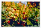 Peter Fischli und David Weiss, Ohne Titel“ (Blumen 1/1), 1997, Inkjetprint auf Papier