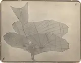 Dr. Richard Gustav Neuhauss, Otto Lilienthal. Gleitflug mit dem großen Doppeldecker vom Fliegeberg, 19.10.1895, 1895, Vintage. Silbergelatineabzug