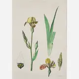 Armando Morales, Iris