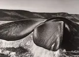 Sebastião Salgado, Argentina“. Southern Right Whale, Valdés Peninsula