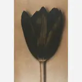 Sheila Metzner, Black Tulip from BAM Photography Portfolio II