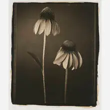 Echinacea by Tom Baril, sold May 2019