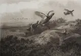 Archibald Thorburn, Grouse in Flight
