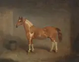 William Henry Carpendale, Skewbald Pony in Stable
