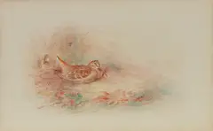 James Stinton, Nesting Woodcock