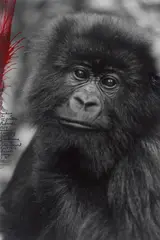 Peter Beard, Tracking the Mt. Gorilla, Rwanda, 1984, Silbergelatineabzug mit Original-Einzeichnungen von Peter Beard in Tinte, 1998. Unikat