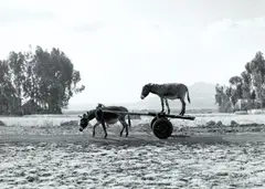 Zwei Esel by Julius von Bismarck, 2013, Inkjetprint auf Alu-Dibond aufgezogen, sold Sep 2023