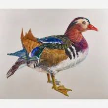 Don Nice, Duck
