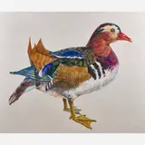 Don Nice, Duck