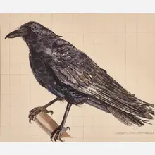Crow-Study by Don Nice, sold Nov 2018