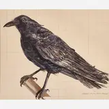 Don Nice, Crow-Study