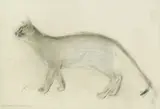 Abyssinian Cat by Dame Elizabeth Blackadder Obe Ra Rsa Rsw Rgi DLitt, pastel and pencil, sold May 2019