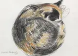 Sleeping Kitten by Dame Elizabeth Blackadder Obe Ra Rsa Rsw Rgi DLitt, watercolour and pencil, sold May 2019