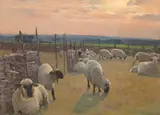 Alexander Mann, Sheep in a fold at sunset, oil on panel