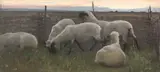 Alexander Mann, Sheep in a Pen, oil on canvas