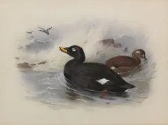 Archibald Thorburn, Velvet Scoter, watercolour