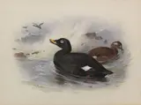 Velvet Scoter by Archibald Thorburn, watercolour, sold May 2019